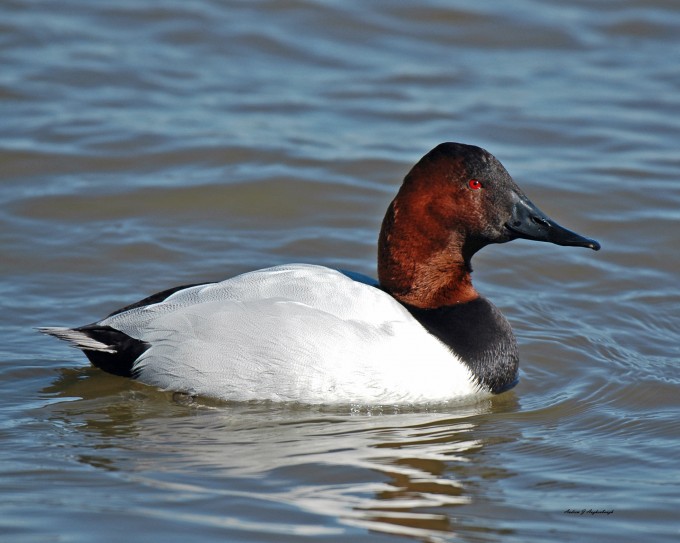 Drake Canvasback swimming in Cambridge, MD.