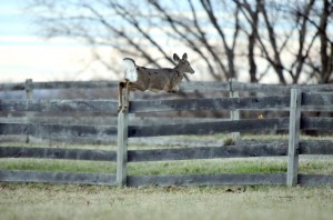 Whitetail deer jumping fence