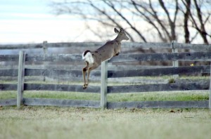 Whitetail deer jumping fence