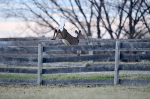 Whitetail deer jumping fence