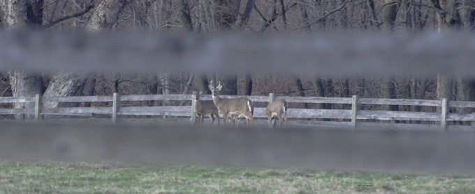 Whitetail deer through the fence