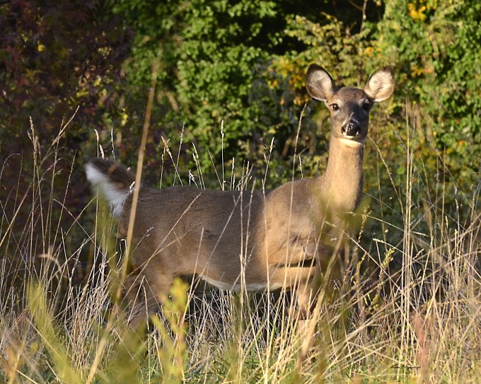 The Whitetail Rut is Here - AUGIE'S ADVENTURESAUGIE'S ADVENTURES
